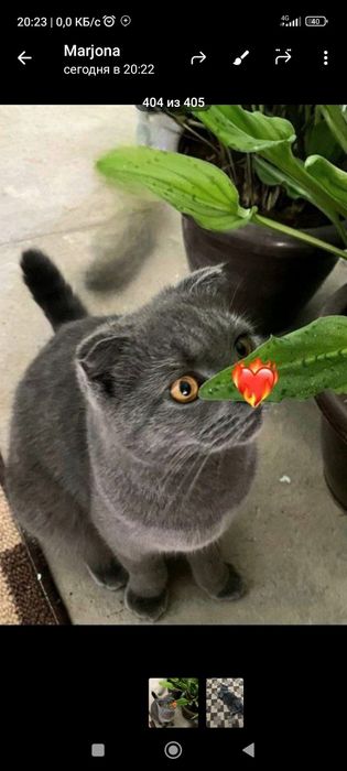 Мушук Британский скотч фолд.киз бола