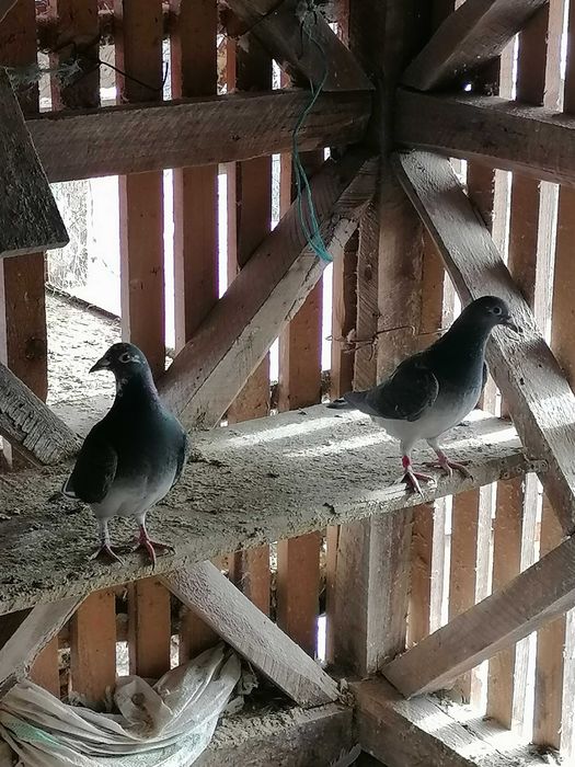 Vând porumbei voiajori de concurs