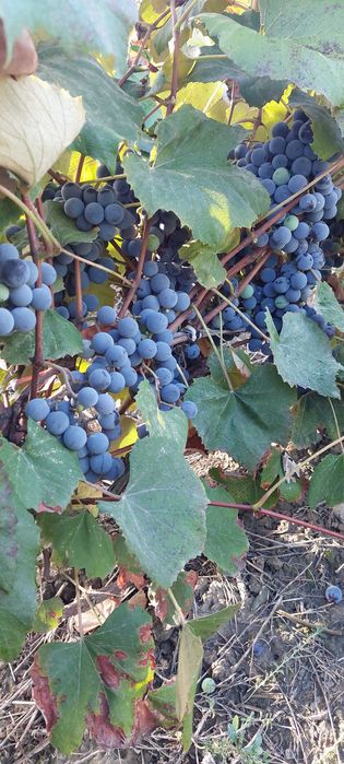 Vand struguri hibrid pentru vin
