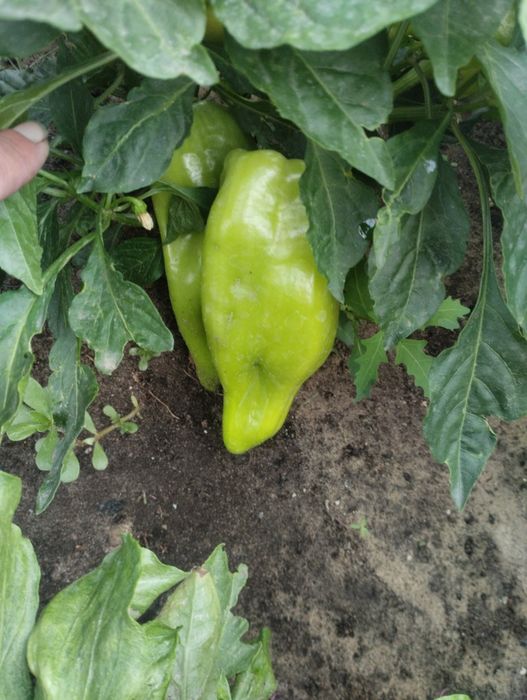Продам  помидоры перец и баклажаны