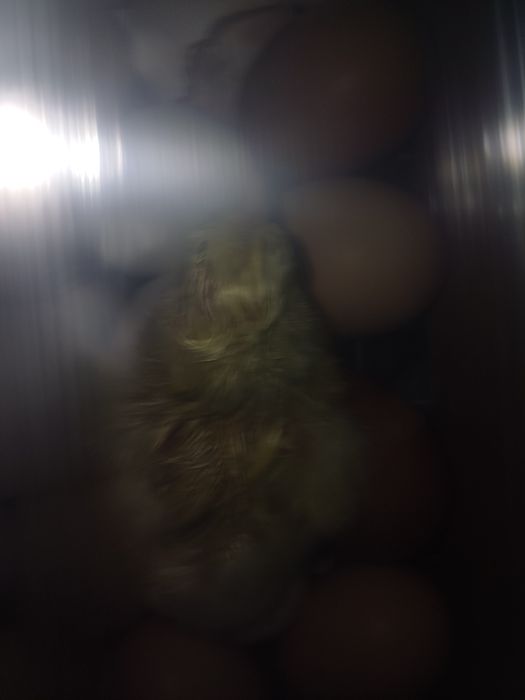 Үй тауық балапандар