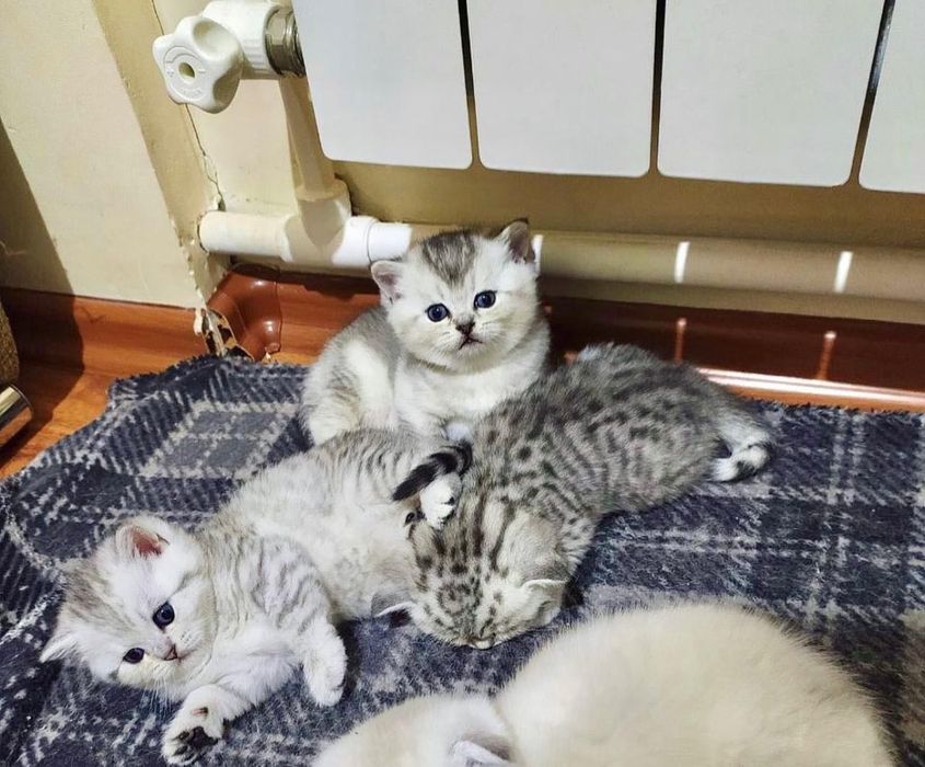 Котята серебристая шиншилла!