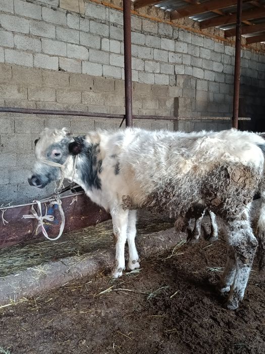 Буқалар сатылады