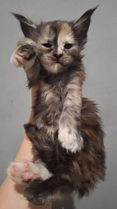 Котята мейн-кун из питомника