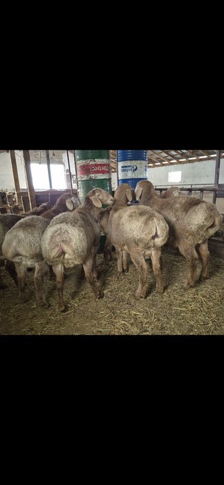 Арашан қошқарлар - Арашан кочкары