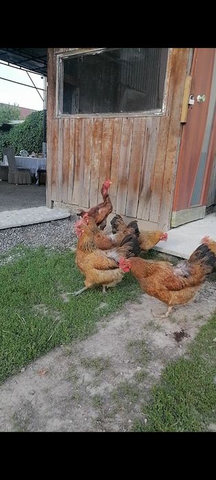 Продам кучинских кур