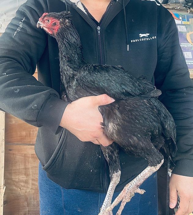 Продам даканов Вьетнам. Ганной