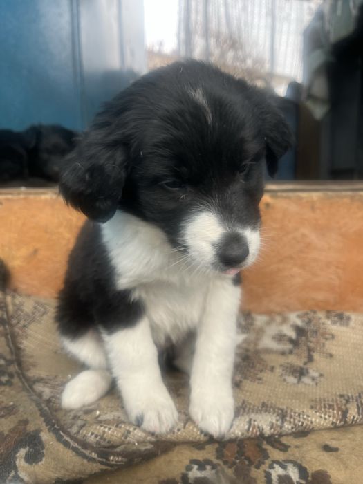 Отдам щенят в хорошие руки