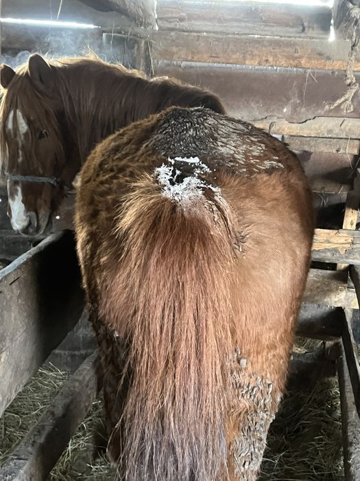 Продам кобылу либо обмен на жеребят