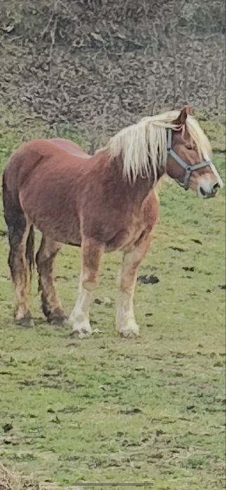 De vanzare manza de 3 ani  invatata la utilaje fff blanda