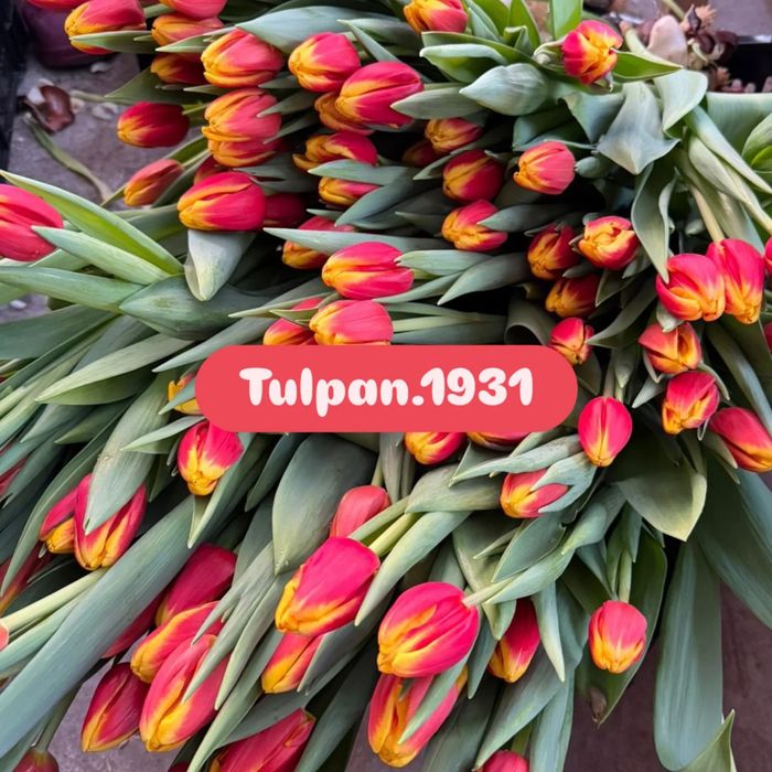 Тюльпаны к 8 марта