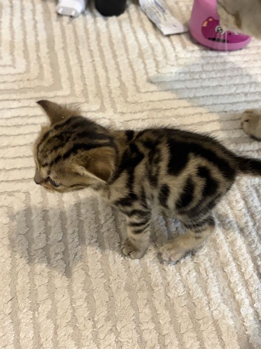 котенок бенгальский