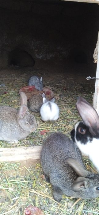 Қуйон сотилади 50 000дан