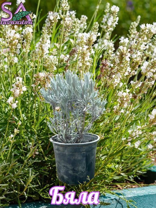 Лавандула и Българска Маслодайна Роза-саксии