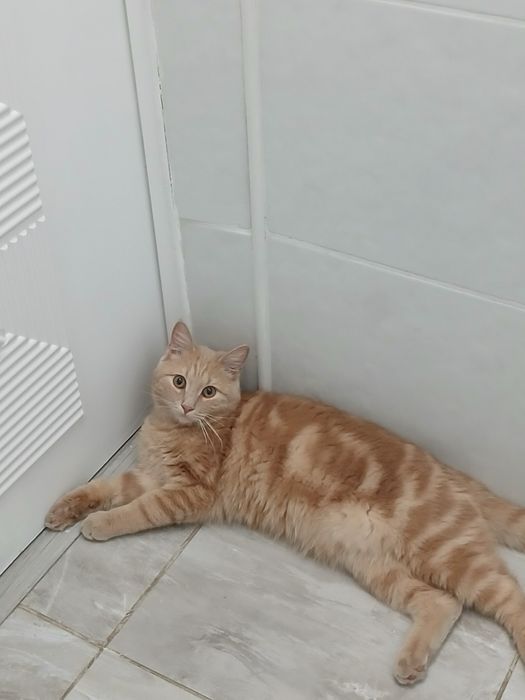 Отдам кота в добрые руки