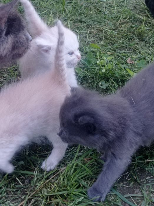 Котята бесплатно