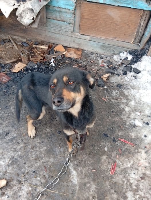 Отдам бесплатно все девочки