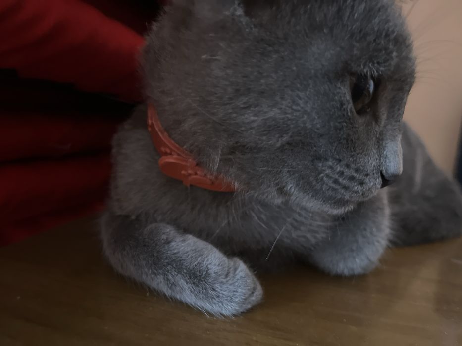 Кот бесплатно отдам