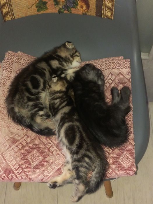Продам вислоухих шотландских котят