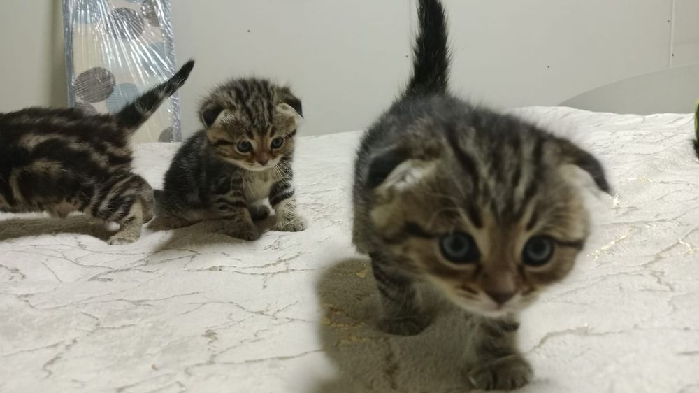 Котята породистые