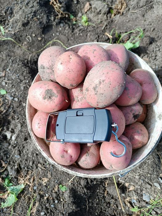 Продам дачный картофель