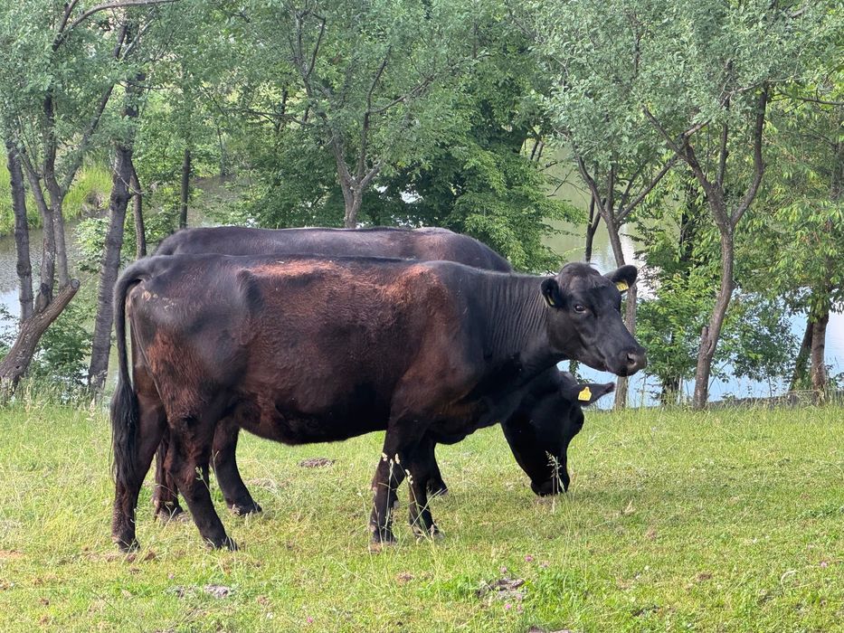 Vând Black Angus