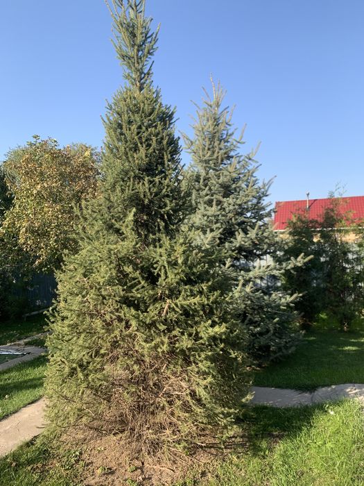 Продам елку 3х метровую