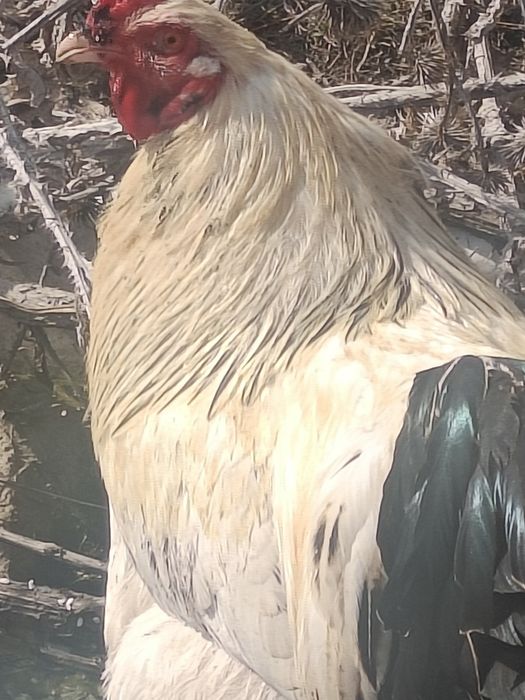 Продам домашних петушков возраст около года,