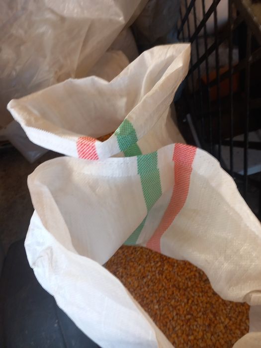 Vând porumb boabe pioner sfarmat