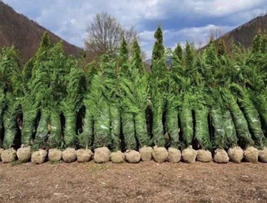 Leylandii gard viu vesnic verde 1m - 4m