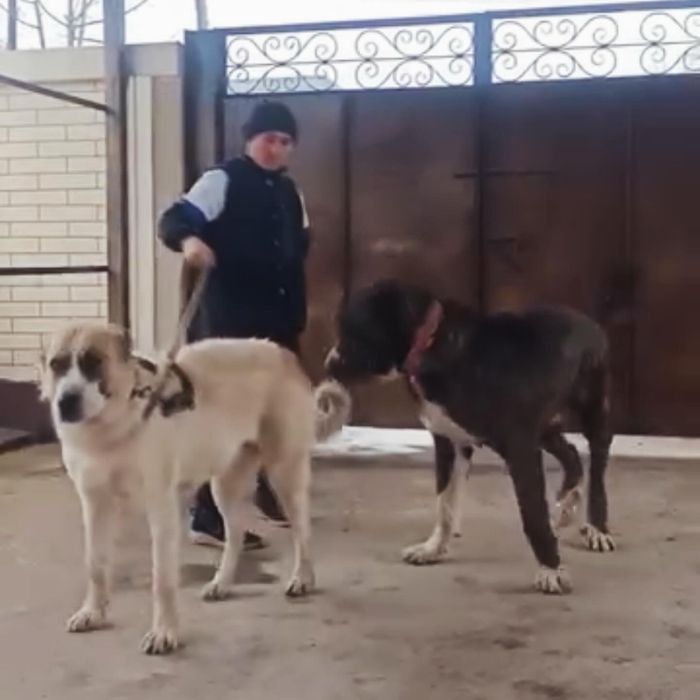 Продам щенка сын Миллиончика 5 месецев алабай сао