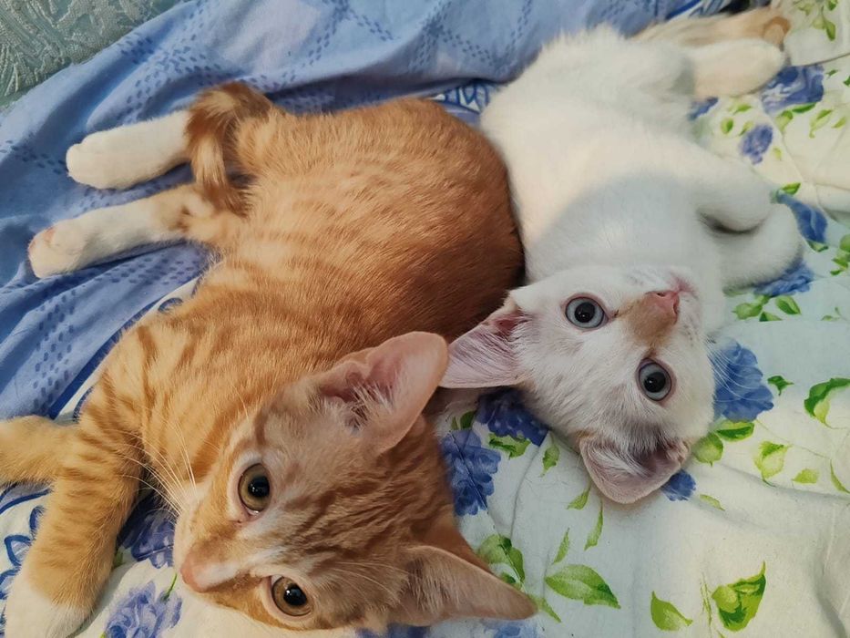 Отдам котят в добрые руки