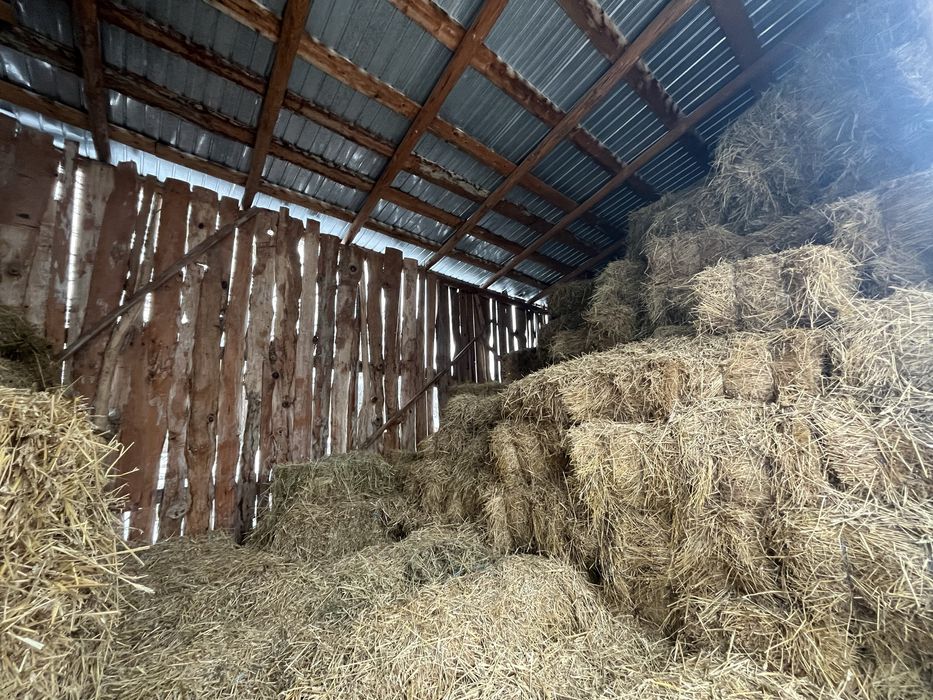 Baloți lucernă - fân