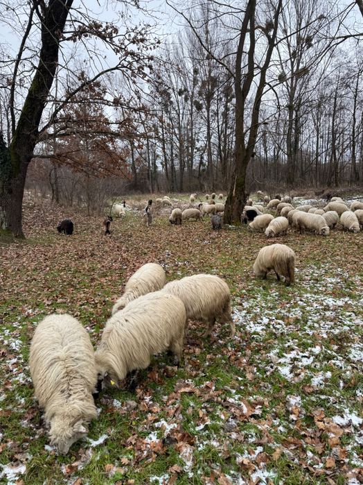 Ovine .și caprine de vnzare preț negociabil  sunați telefon.0740964412 din Satu Mare județul .C…..O