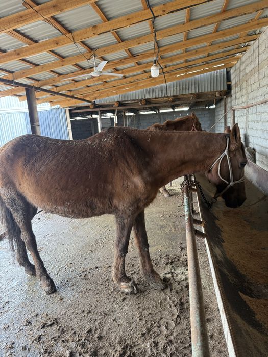 Сауын буаз бие жуас