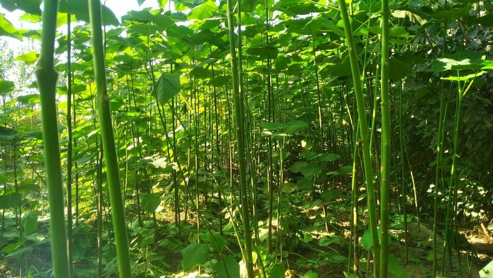 Павлония. 1.5 метрдан 6 метргача