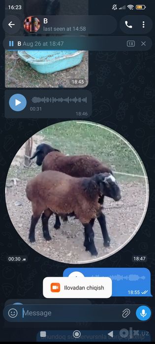 Assalomu alaykum o'gil qoy sotladi qo'y