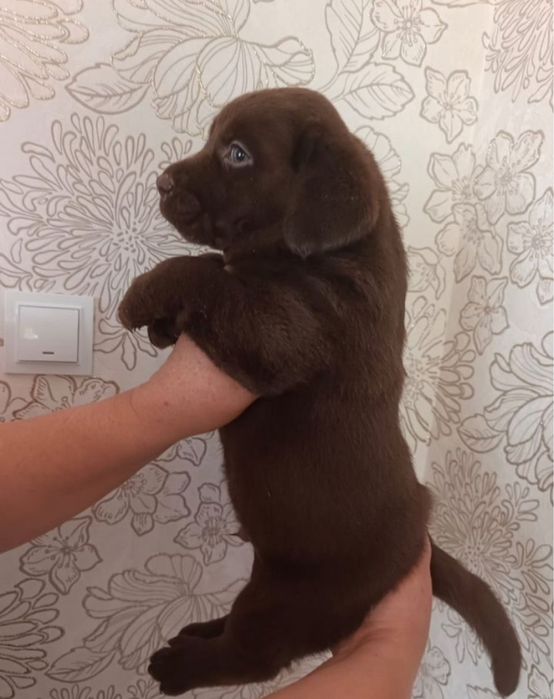 Лабрадор - Ретривер Щенки