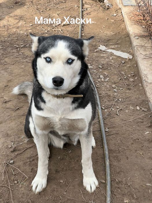 Щенки от мамы Хаски