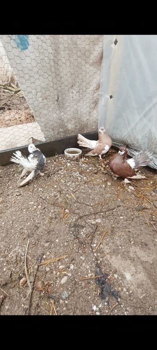 Porumbeii Volga+ un pui