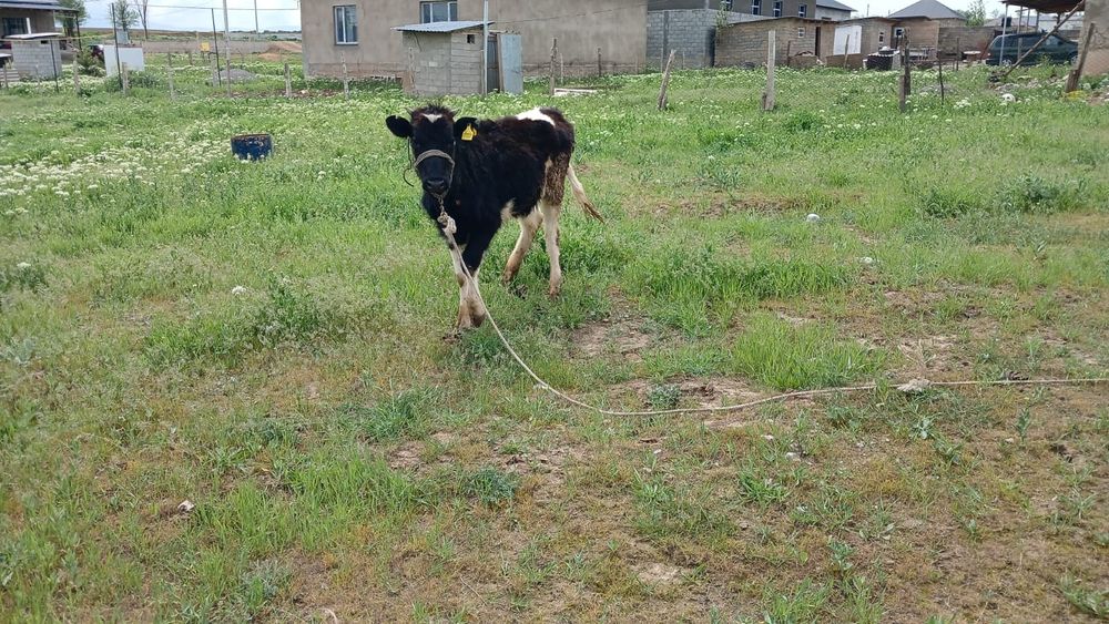 Таналар сатылады