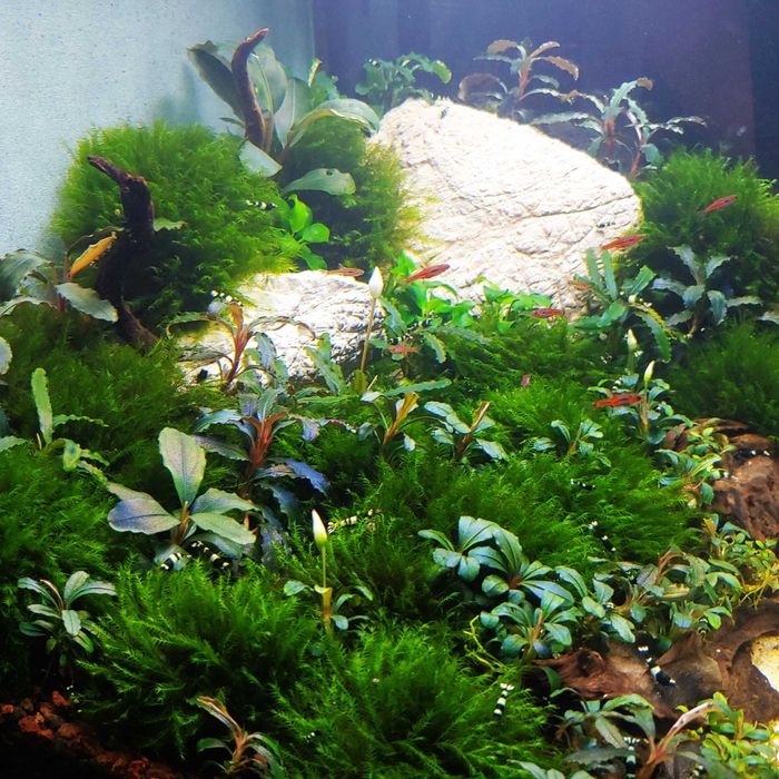 Plante de acvariu naturale/Bucephalandra/Muschi/Moss/Pietre/Roci/Decor