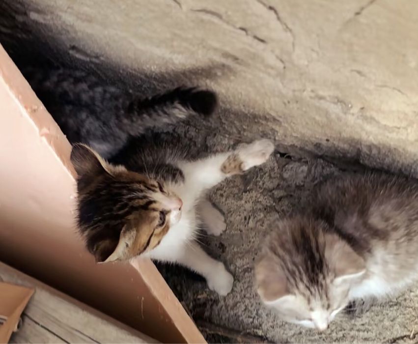 Котята ищят свой дом!