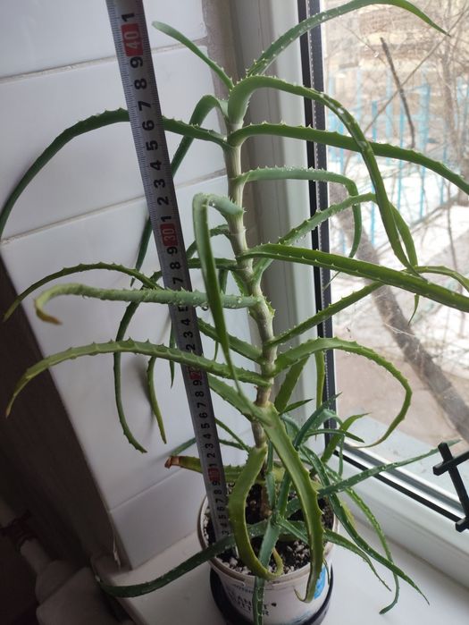 Продам алоэ лечебный