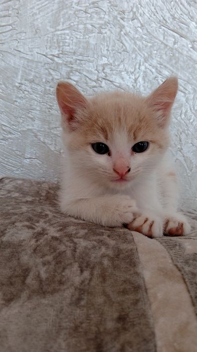 Отдам в добрые руки котят девочку и мальчика