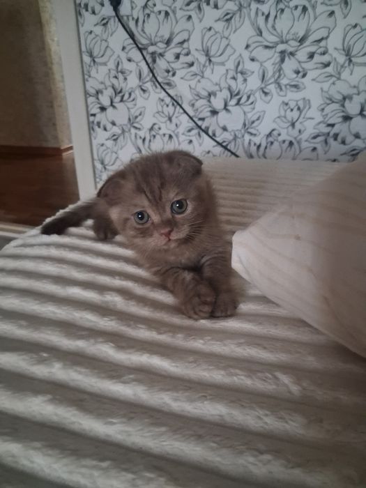 Котята готовы к переезду