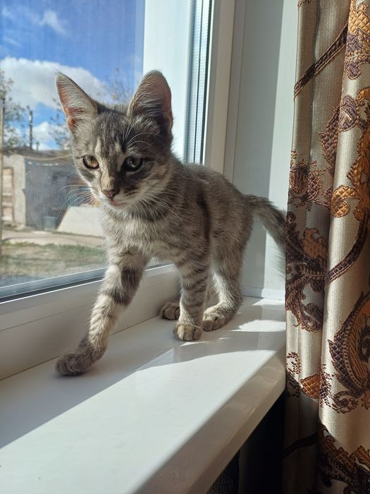 Отдам котёнка в добрые руки