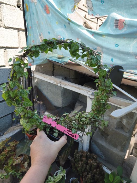Продам комнатные растения