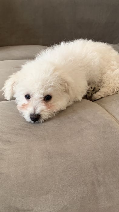Bichon  maltez 3 luni