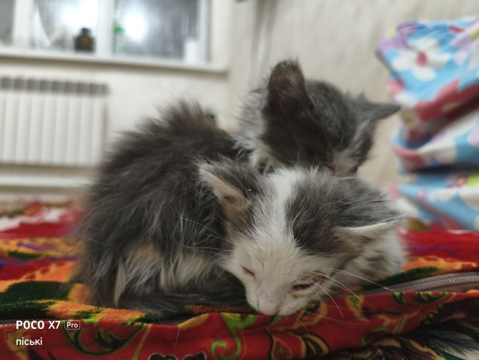 Раздаём двух котят безплатно